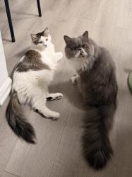 Reunited Male Cat last seen Greenville St. and Segerstrom Ave., Santa Ana, CA 92704