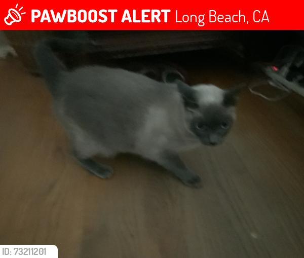 Lost Male Cat last seen Maine Ave near Willow, Long Beach, CA 90806