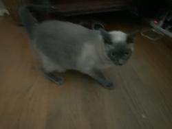 Lost Male Cat last seen Maine Ave near Willow, Long Beach, CA 90806