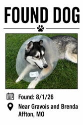Reunited Unknown Dog last seen Brenda and Pauline Affton, MO, Affton, MO 63123
