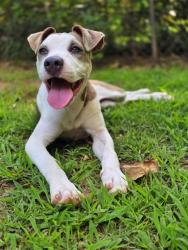 Shelter Stray Female Dog last seen Near CRESTE DRIVE Decatur, 30035, 30035, GA, 3280 Chamblee Dunwoody Rd, Chamblee, GA 30341, USA