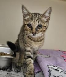 Shelter Stray Unknown Cat last seen Near Peachtree Industrial Blvd, Atlanta, GA 30360, 30360, GA, 3280 Chamblee Dunwoody Rd, Chamblee, GA 30341, USA