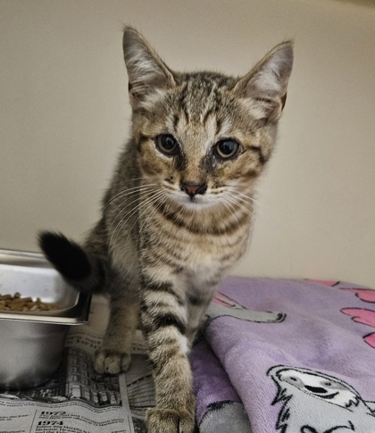 Shelter Stray Unknown Cat last seen Near Peachtree Industrial Blvd, Atlanta, GA 30360, 30360, GA, 3280 Chamblee Dunwoody Rd, Chamblee, GA 30341, USA