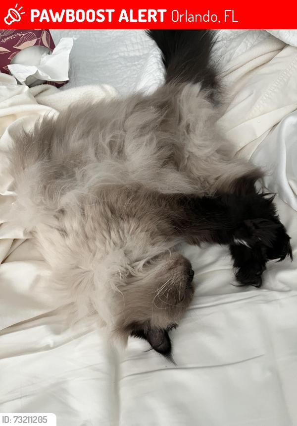 Lost Female Cat last seen Gatlin & Evander in Gatlin Gardens, Orlando, FL 32812