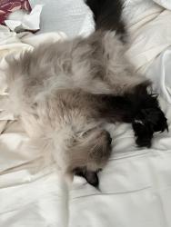Lost Female Cat last seen Gatlin & Evander in Gatlin Gardens, Orlando, FL 32812