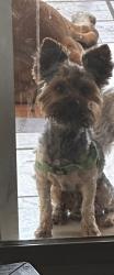 Reunited Male Dog last seen Farview /trask, Santa Ana, CA 92704