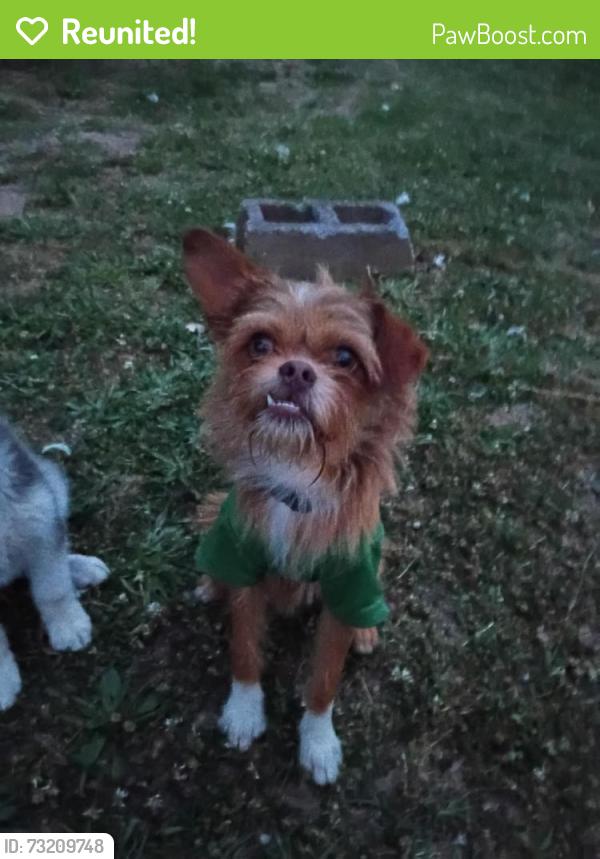 Reunited Male Dog last seen Gant/Greenville, South Carolina, Greenville, SC 29605
