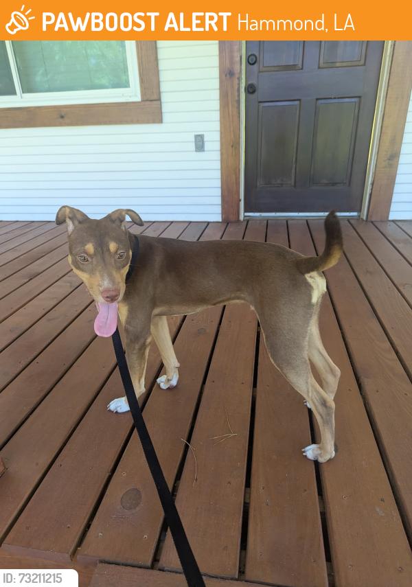 Found/Stray Male Dog last seen Fred Clark Rd. Hammond, LA, Hammond, LA 70403
