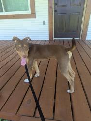 Found/Stray Male Dog last seen Fred Clark Rd. Hammond, LA, Hammond, LA 70403