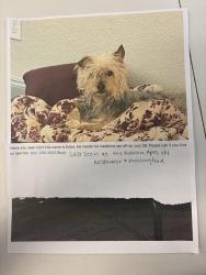 Lost Male Dog last seen Wallingford and Westheimer, Houston, TX 77042