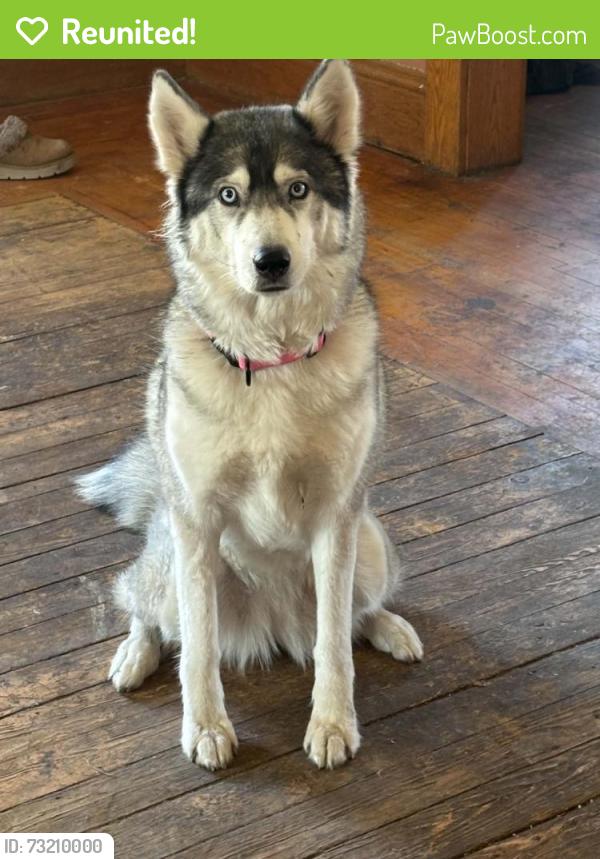 Reunited Female Dog last seen Hanchett and michigan, Saginaw, MI 48603