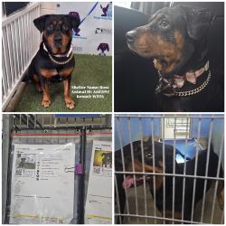 Found/Stray Female Dog last seen S Orange Blossom Trail & Wakulla Way, Orlando, FL 32839