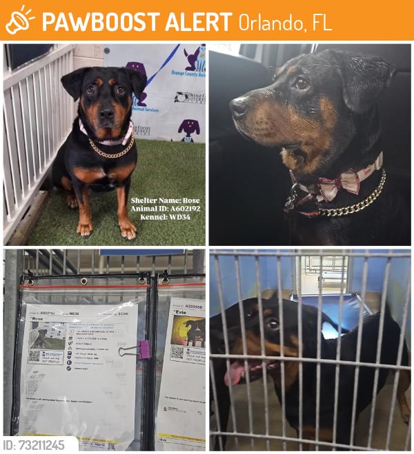 Found/Stray Female Dog last seen S Orange Blossom Trail & Wakulla Way, Orlando, FL 32839
