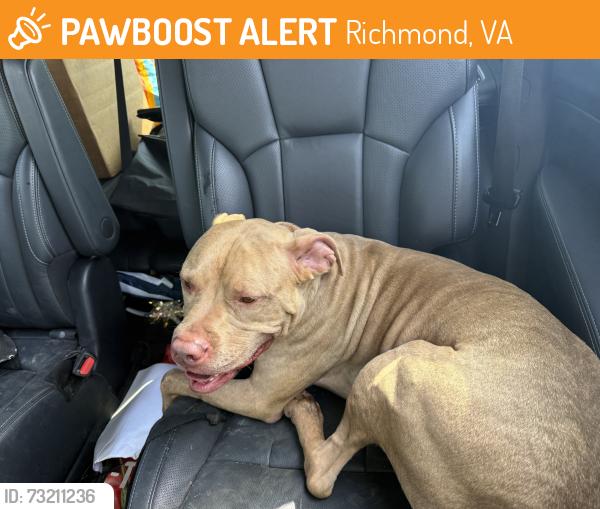Found/Stray Male Dog last seen Located near Haynes furniture store and River City elementary school, Richmond, VA 23225