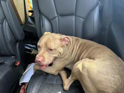 Found/Stray Male Dog last seen Located near Haynes furniture store and River City elementary school, Richmond, VA 23225