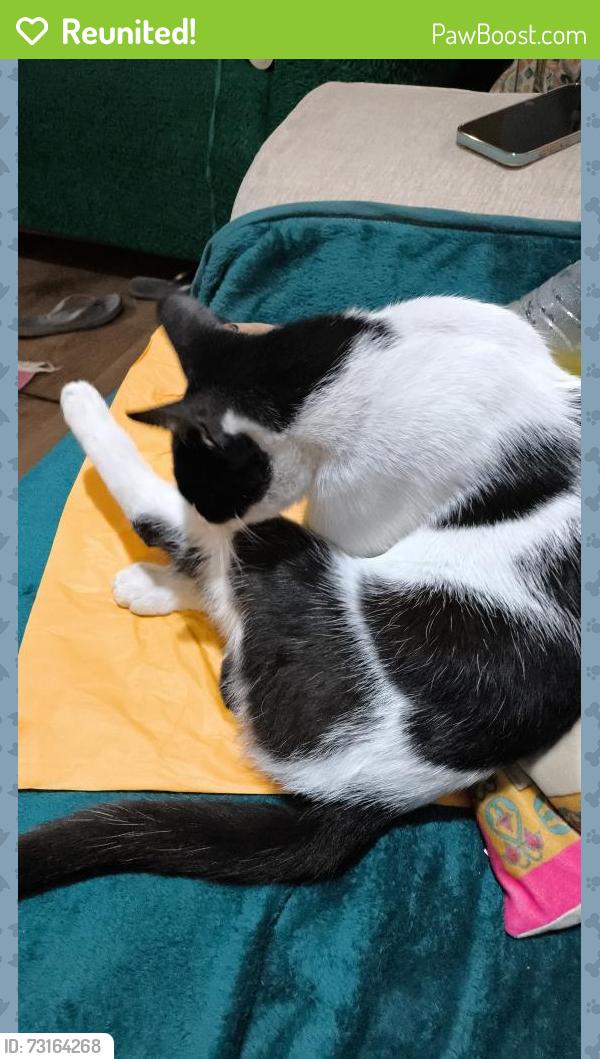 Reunited Male Cat last seen Spring road, West Midlands, England 