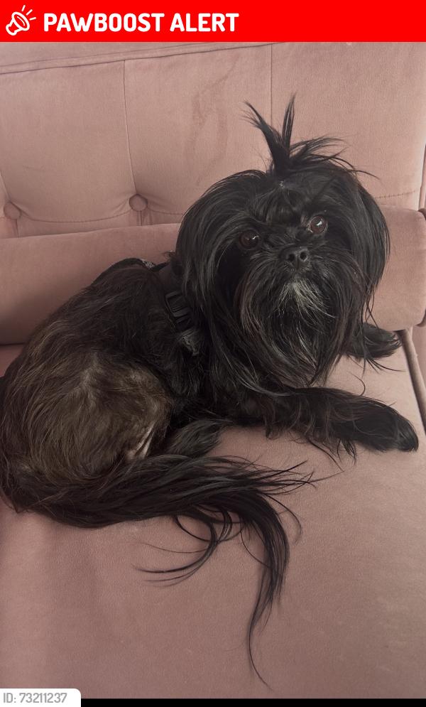 Lost Male Dog last seen Bork memorial dr Ooltewah tn, Hamilton County, TN 37363