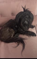 Lost Male Dog last seen Bork memorial dr Ooltewah tn, Hamilton County, TN 37363