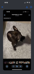 Lost Male Dog last seen Sunset point road and Betty lane, Clearwater, FL 33755