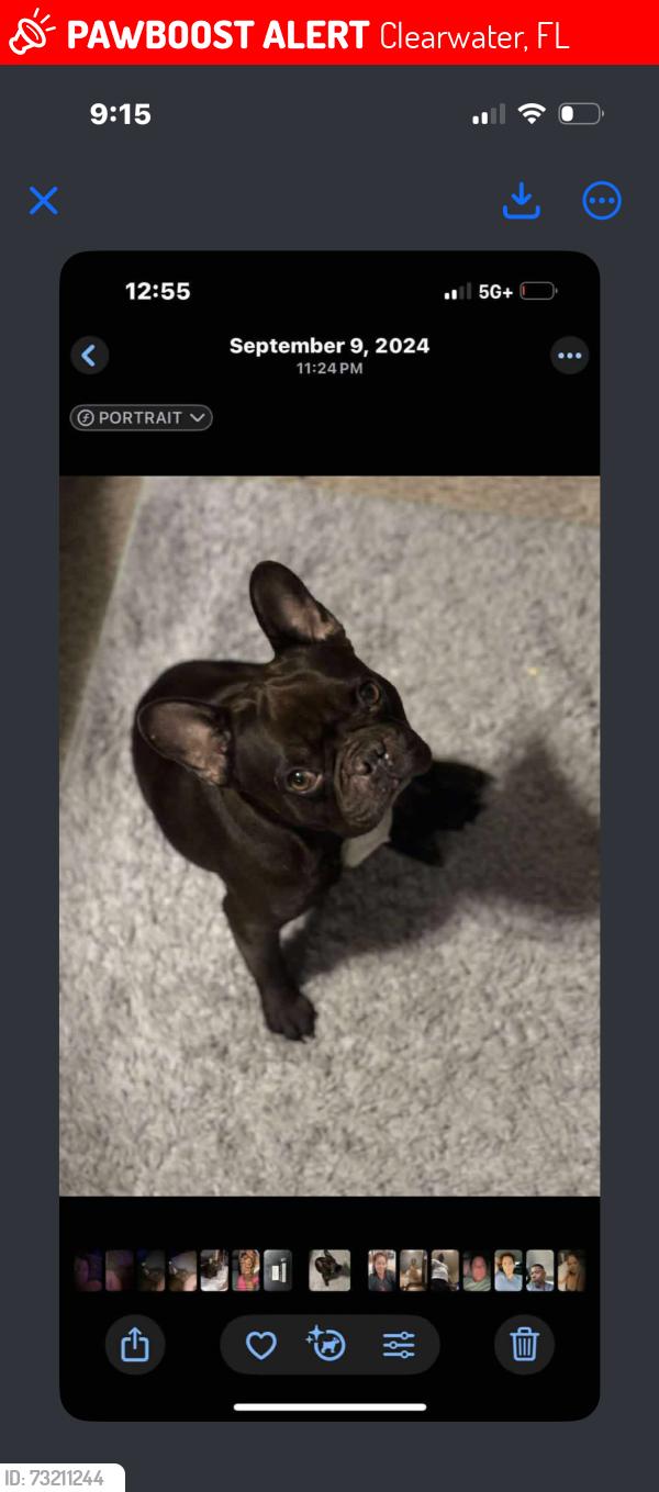 Lost Male Dog last seen Sunset point road and Betty lane, Clearwater, FL 33755