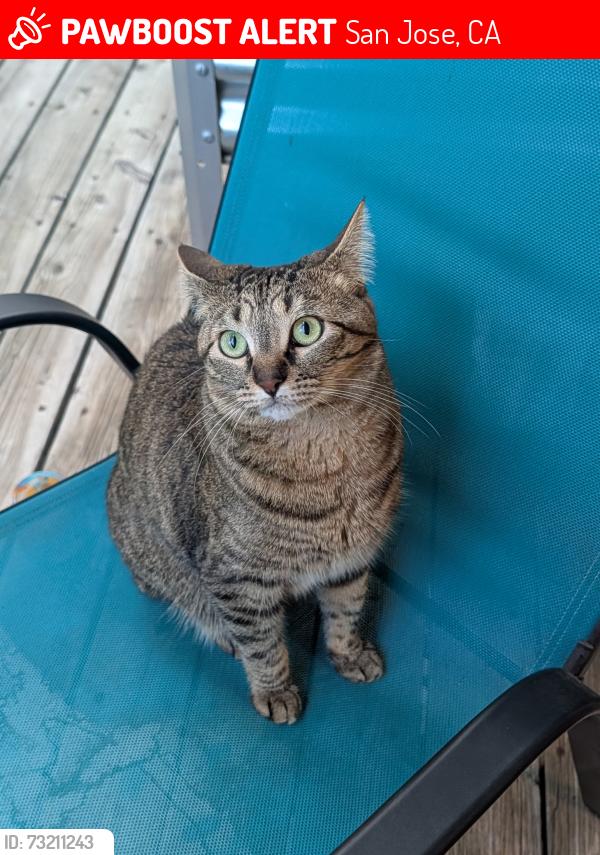 Lost Female Cat last seen Helzer Dr., San Jose, CA 95136
