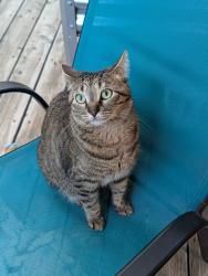 Lost Female Cat last seen Helzer Dr., San Jose, CA 95136