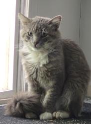 Found/Stray Unknown Cat last seen Near surrey supermarket, Surrey, BC 