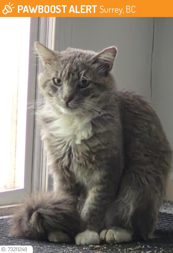 Found/Stray Unknown Cat last seen Near surrey supermarket, Surrey, BC 