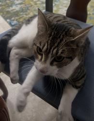 Reunited Male Cat last seen 22nd Ave E - South of 176th, Tacoma, WA 98445