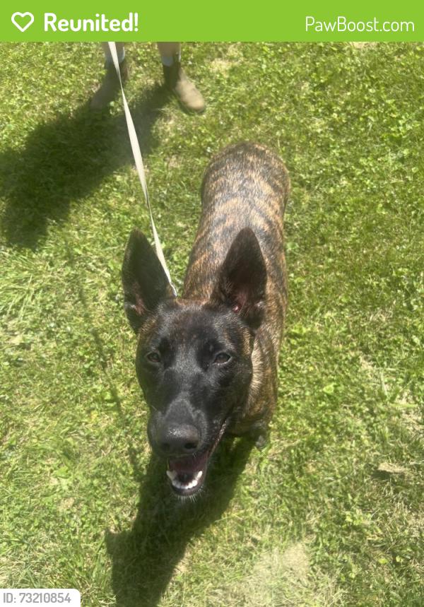 Reunited Female Dog last seen Walnut hill rd and plum trees rd, Bethel, CT 06801