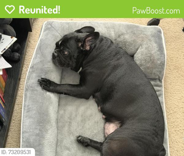 Reunited Female Dog last seen Taylor road, DeLand, FL 32724