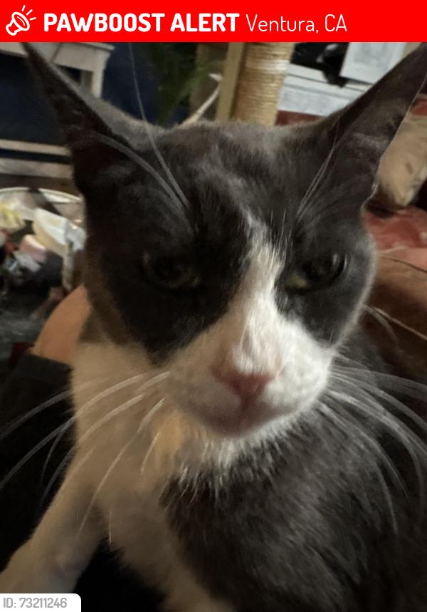 Lost Male Cat last seen Aliso rincon, Ventura, CA 93001