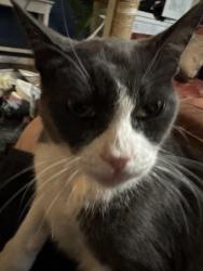 Lost Male Cat last seen Aliso rincon, Ventura, CA 93001