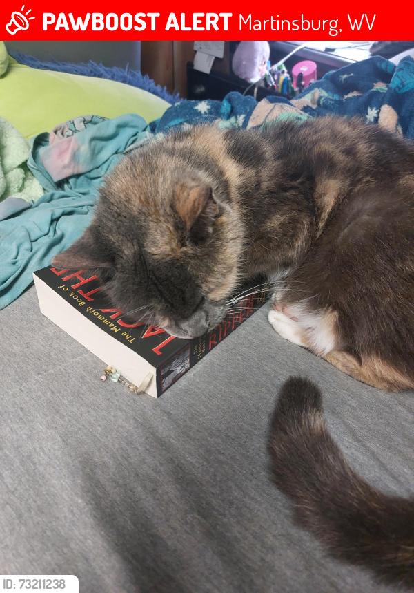 Lost Female Cat last seen On harlan springs road, by a corn field, Martinsburg, WV 25403