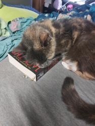 Lost Female Cat last seen On harlan springs road, by a corn field, Martinsburg, WV 25403