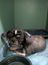 Shelter Stray Female Dog last seen Flatbush, Brooklyn, Roaming Streets, BROOKLYN, NY, 11230, 326 E 110th St, New York, NY 10029, USA