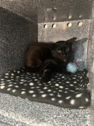 Shelter Stray Female Cat last seen 155-09 Jewel Avenue, FLUSHING, NY, 11367, 326 E 110th St, New York, NY 10029, USA