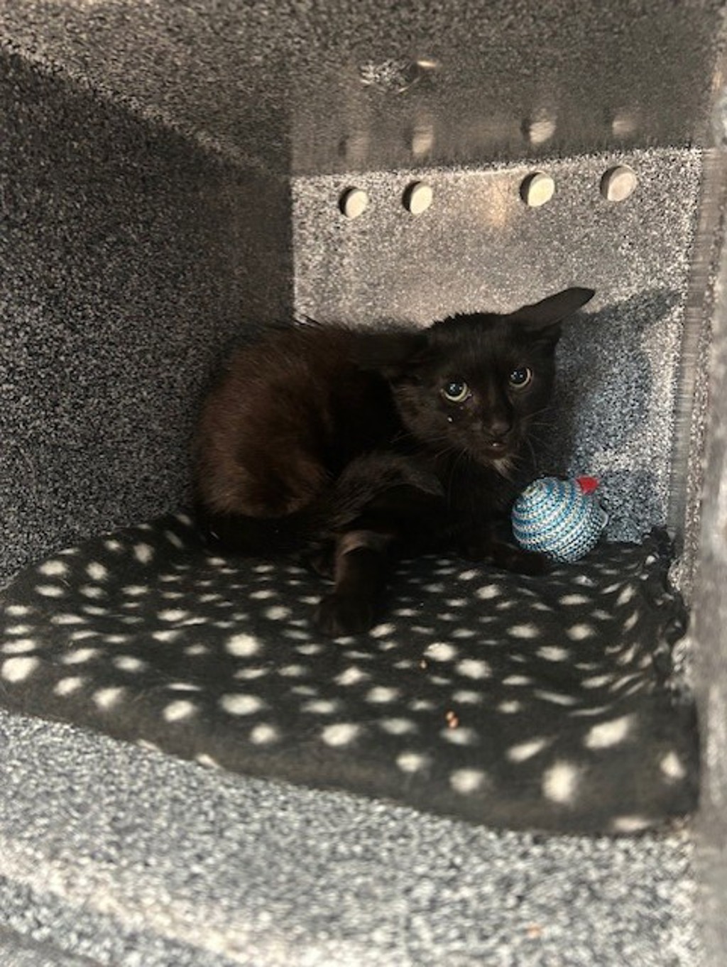 Shelter Stray Female Cat last seen 155-09 Jewel Avenue, FLUSHING, NY, 11367, 326 E 110th St, New York, NY 10029, USA
