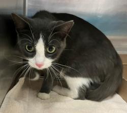 Shelter Stray Female Cat last seen Buel Avenue, STATEN ISLAND, NY, 10305, 3139 Veterans Rd W, Staten Island, NY 10309, USA