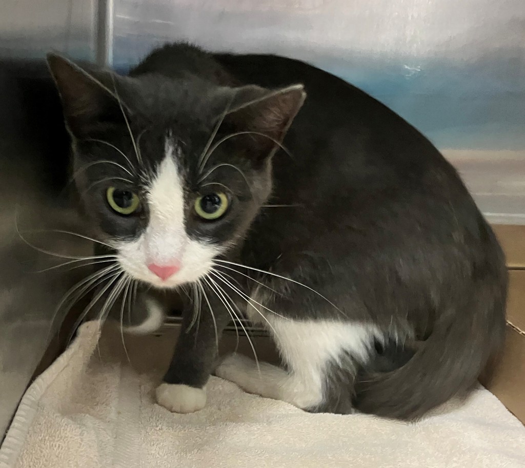 Shelter Stray Female Cat last seen Buel Avenue, STATEN ISLAND, NY, 10305, 3139 Veterans Rd W, Staten Island, NY 10309, USA