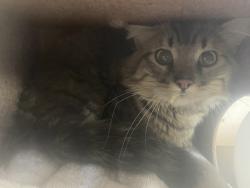 Shelter Stray Male Cat last seen Near W 1st Avenue, Midvale, UT, 84047, 511 W 3900 S, Salt Lake City, UT 84123, USA