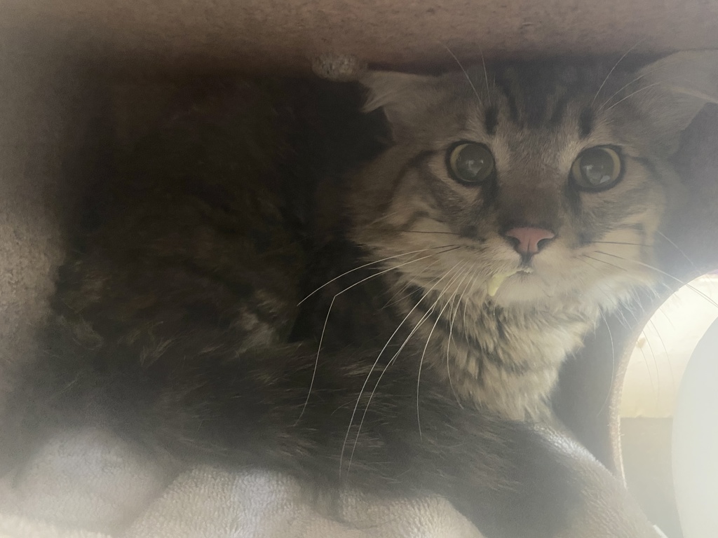 Shelter Stray Male Cat last seen Near W 1st Avenue, Midvale, UT, 84047, 511 W 3900 S, Salt Lake City, UT 84123, USA