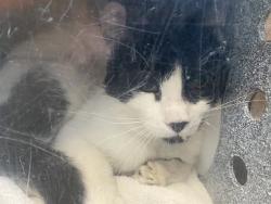 Shelter Stray Male Cat last seen Near S Capehart Street, Kearns Township, UT, 84118, 511 W 3900 S, Salt Lake City, UT 84123, USA