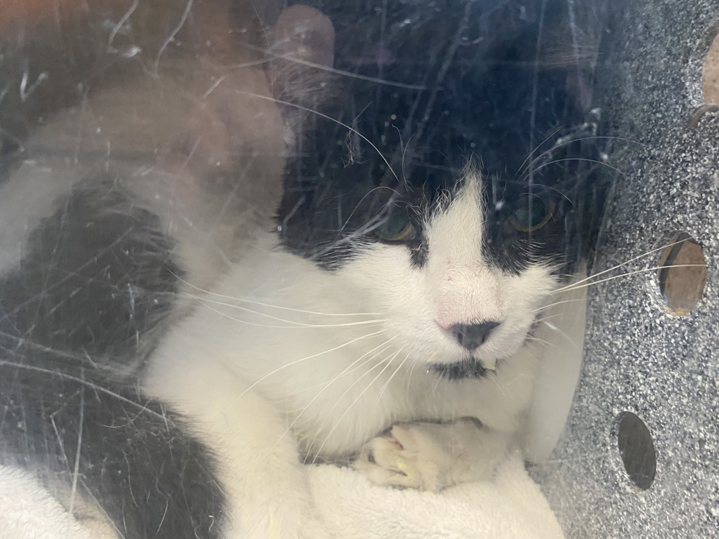 Shelter Stray Male Cat last seen Near S Capehart Street, Kearns Township, UT, 84118, 511 W 3900 S, Salt Lake City, UT 84123, USA
