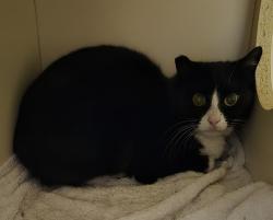 Shelter Stray Female Cat last seen Near S 1500 E, SALT LAKE CITY, UT, 84124, 511 W 3900 S, Salt Lake City, UT 84123, USA