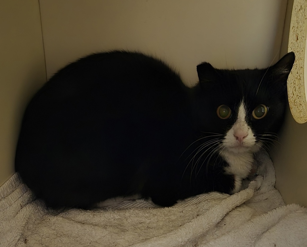Shelter Stray Female Cat last seen Near S 1500 E, SALT LAKE CITY, UT, 84124, 511 W 3900 S, Salt Lake City, UT 84123, USA
