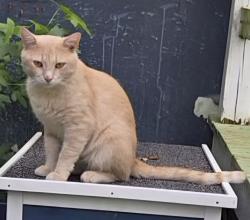 Shelter Stray Male Cat last seen Near Forest Hills Avenue, ANNAPOLIS, MD, 21403, 411 Maxwell Frye Rd, Millersville, MD 21108, USA