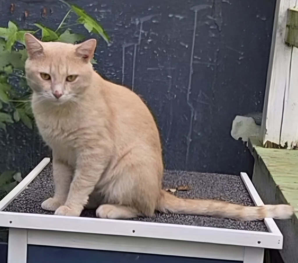 Shelter Stray Male Cat last seen Near Forest Hills Avenue, ANNAPOLIS, MD, 21403, 411 Maxwell Frye Rd, Millersville, MD 21108, USA