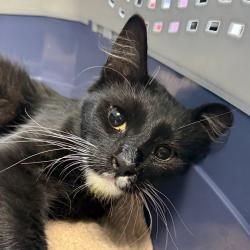 Shelter Stray Female Cat last seen Caminito Hiedra, San Diego, CA, 92154, 5500 Gaines St, San Diego, CA 92110, USA