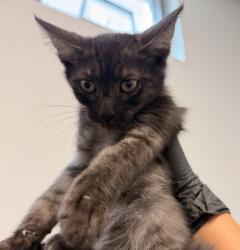 Shelter Stray Male Cat last seen Near Blackshaw Lane, San Diego, CA, 92173, 5500 Gaines St, San Diego, CA 92110, USA